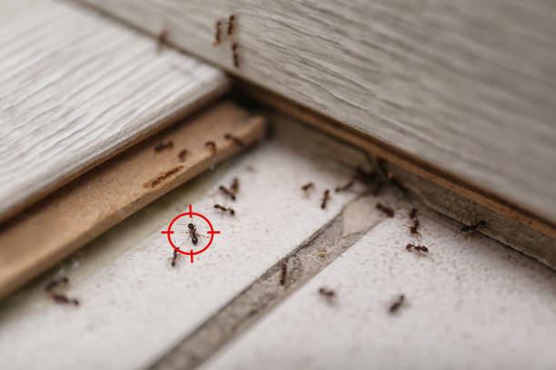 Best Cockroach Control Services  in Lockwood, MT