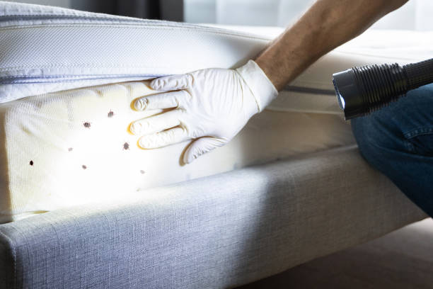 Best Termite Control Services  in Lockwood, MT
