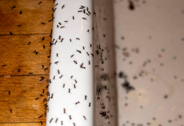 Best Pest Removal Services  in Lockwood, MT