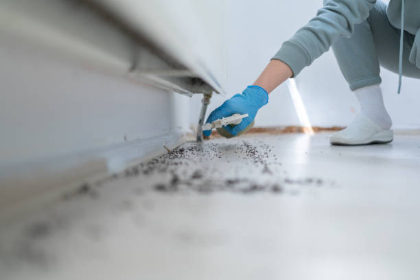 Best Flea Control Services  in Lockwood, MT